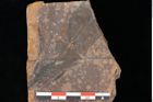 Foto (Detailsansicht) von Quercus palaeoilex Ettingshausen (NHMW-GEO-2024-0188-0789)